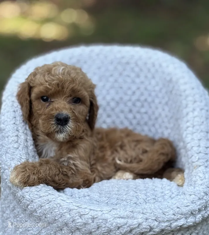 Mayble – Goldendoodle puppy for sale in Holly Springs, NC