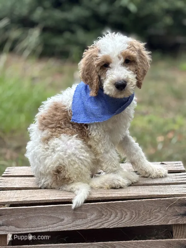 Rocky – Goldendoodle puppy for sale in Holly Springs, NC