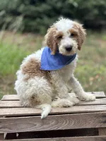 Rocky, a male Goldendoodle for sale in Holly Springs, NC – 1 of 4