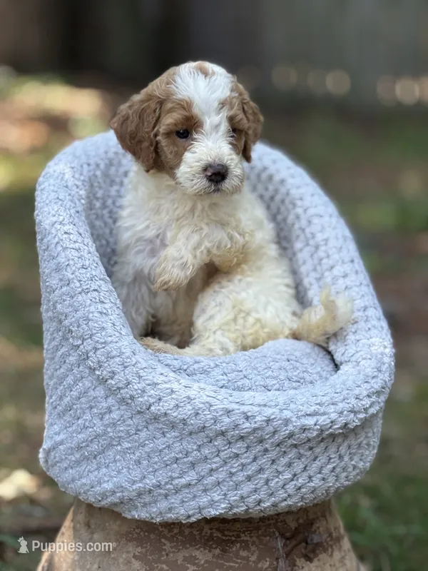 Whisper – Goldendoodle puppy for sale in Holly Springs, NC