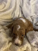 Leo, a male Goldendoodle for sale in Holly Springs, NC – 5 of 5