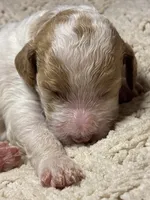 Pawmi, a female Goldendoodle for sale in Holly Springs, NC – 4 of 5