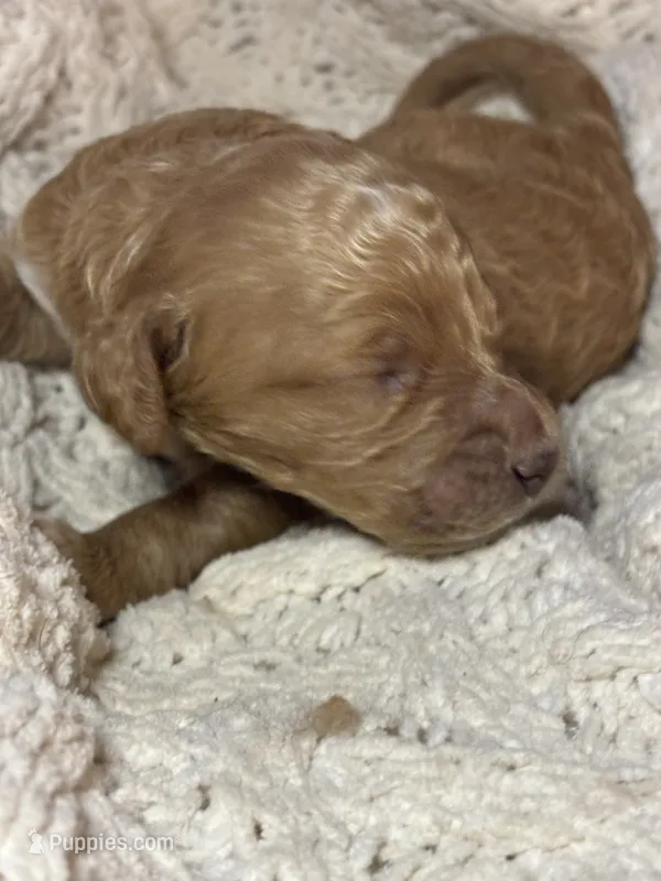 Gengar – Goldendoodle puppy for sale in Holly Springs, NC