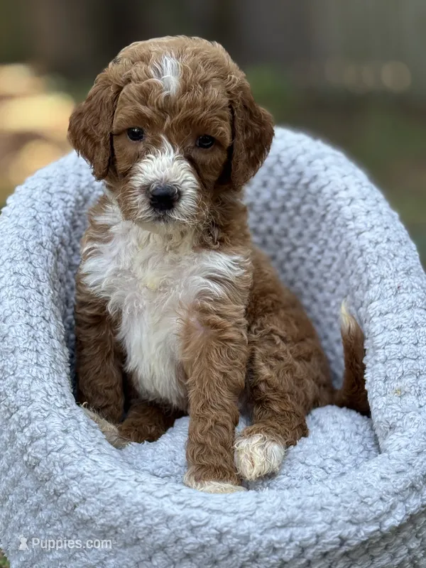 Teddy – Goldendoodle puppy for sale in Holly Springs, NC