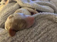 Bidoof, a female Goldendoodle for sale in Holly Springs, NC – 2 of 2