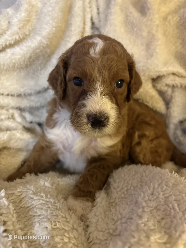 Leo – Goldendoodle puppy for sale in Holly Springs, NC