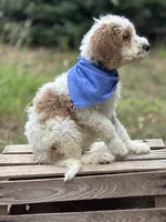 Rocky, a male Goldendoodle for sale in Holly Springs, NC – 4 of 4