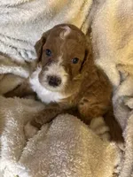 Leo, a male Goldendoodle for sale in Holly Springs, NC – 3 of 5