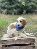 Rocky, a male Goldendoodle for sale in Holly Springs, NC – 3 of 4