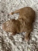 Basil, a male Goldendoodle for sale in Holly Springs, NC – Photo 2 of 2