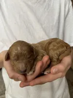 Basil, a male Goldendoodle for sale in Holly Springs, NC – Photo 1 of 2