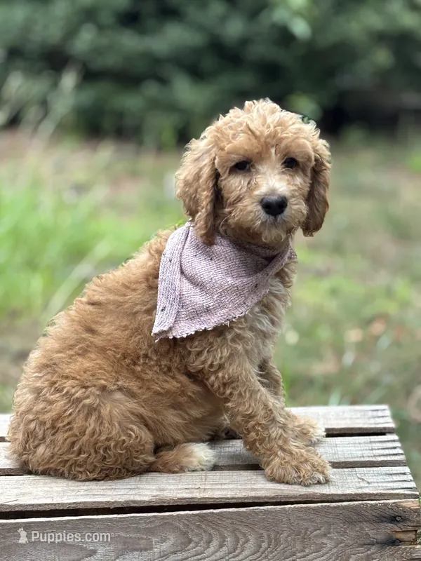 Mayble – Goldendoodle puppy for sale in Holly Springs, NC