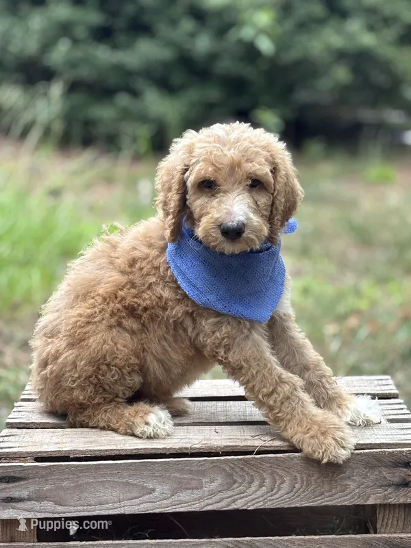 Leo – Goldendoodle puppy for sale in Holly Springs, NC