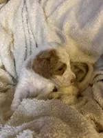 Rocky, a male Goldendoodle for sale in Holly Springs, NC – 4 of 5
