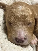 Buneary, a female Goldendoodle for sale in Holly Springs, NC – 3 of 4