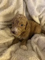 Teddy, a male Goldendoodle for sale in Holly Springs, NC – 3 of 5