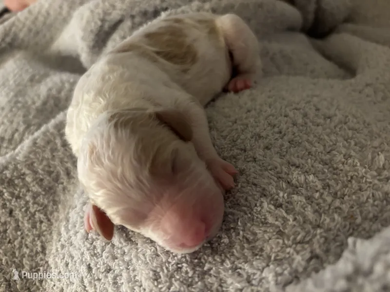 Watchog – Goldendoodle puppy for sale in Holly Springs, NC