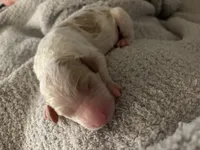 Watchog, a male Goldendoodle for sale in Holly Springs, NC – 1 of 1