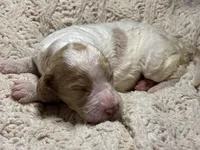 Pawmi, a female Goldendoodle for sale in Holly Springs, NC – 3 of 5