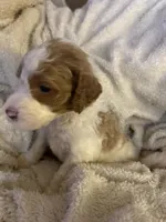 Cooper, a male Goldendoodle for sale in Holly Springs, NC – 2 of 6
