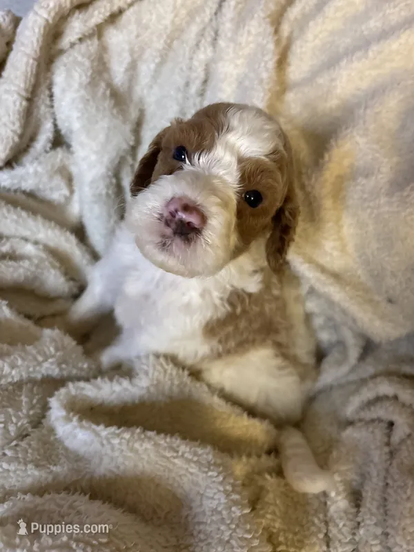 Cooper – Goldendoodle puppy for sale in Holly Springs, NC