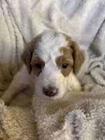 Rocky, a male Goldendoodle for sale in Holly Springs, NC – 3 of 5