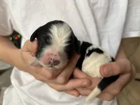 Harry, a male Bernedoodle for sale in Holly Springs, NC – Photo 6 of 6