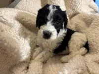 Harry, a male Bernedoodle for sale in Holly Springs, NC – Photo 3 of 6