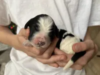 Harry, a male Bernedoodle for sale in Holly Springs, NC – Photo 5 of 6