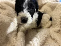 Harry, a male Bernedoodle for sale in Holly Springs, NC – Photo 2 of 6