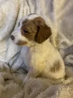 Whisper, a female Goldendoodle for sale in Holly Springs, NC – 2 of 5