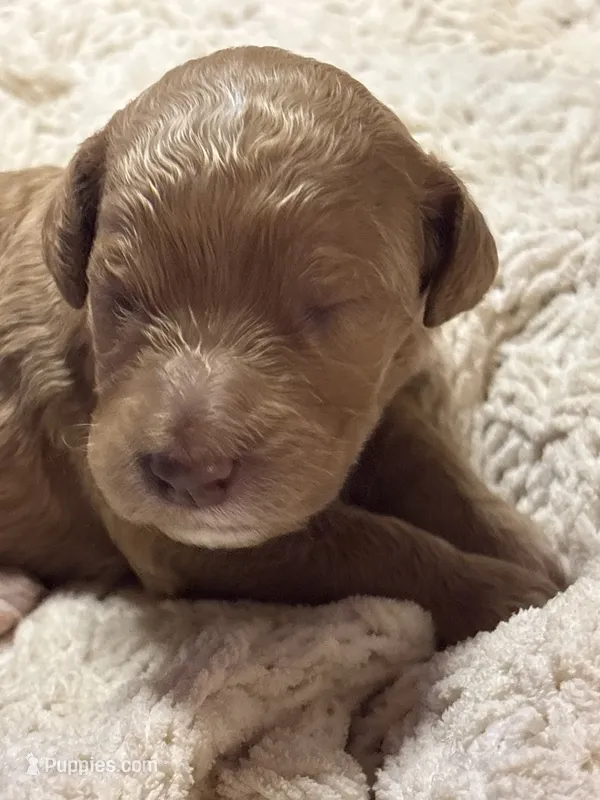 Buneary – Goldendoodle puppy for sale in Holly Springs, NC