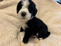 Winnie, a female Bernedoodle for sale in Holly Springs, NC – Photo 1 of 7