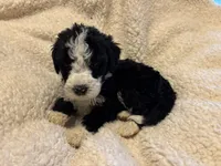 Winnie, a female Bernedoodle for sale in Holly Springs, NC – Photo 2 of 7