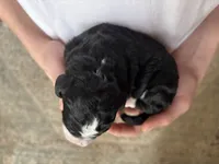 Winnie, a female Bernedoodle for sale in Holly Springs, NC – Photo 7 of 7