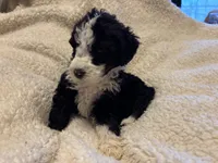 Winnie, a female Bernedoodle for sale in Holly Springs, NC – Photo 4 of 7