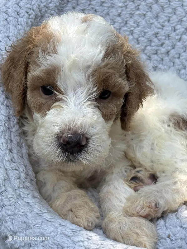 Cooper – Goldendoodle puppy for sale in Holly Springs, NC