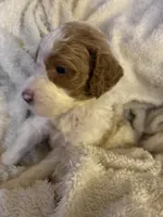 Cooper, a male Goldendoodle for sale in Holly Springs, NC – 3 of 6