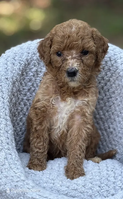 Ellie – Goldendoodle puppy for sale in Holly Springs, NC