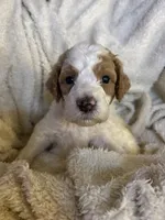Rocky, a male Goldendoodle for sale in Holly Springs, NC – 2 of 5