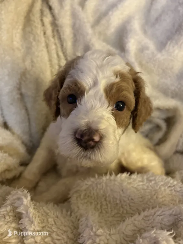 Rocky – Goldendoodle puppy for sale in Holly Springs, NC