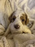 Rocky, a male Goldendoodle for sale in Holly Springs, NC – 1 of 5