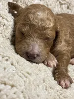 Bruxish, a female Goldendoodle for sale in Holly Springs, NC – 3 of 5