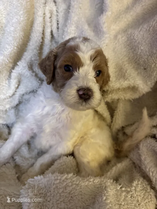 Whisper – Goldendoodle puppy for sale in Holly Springs, NC