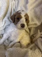 Whisper, a female Goldendoodle for sale in Holly Springs, NC – 1 of 5