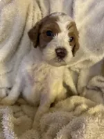 Whisper, a female Goldendoodle for sale in Holly Springs, NC – 5 of 5