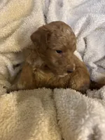 Mayble, a female Goldendoodle for sale in Holly Springs, NC – 3 of 4