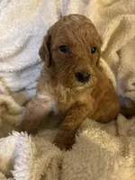 Ellie, a female Goldendoodle for sale in Holly Springs, NC – 3 of 4