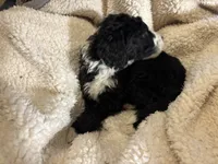 Bruno, a male Bernedoodle for sale in Holly Springs, NC – Photo 3 of 8