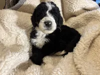 Bruno, a male Bernedoodle for sale in Holly Springs, NC – Photo 1 of 8